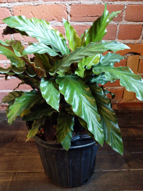 Plant Goals Plant Shop 8" Calathea Rufibarba