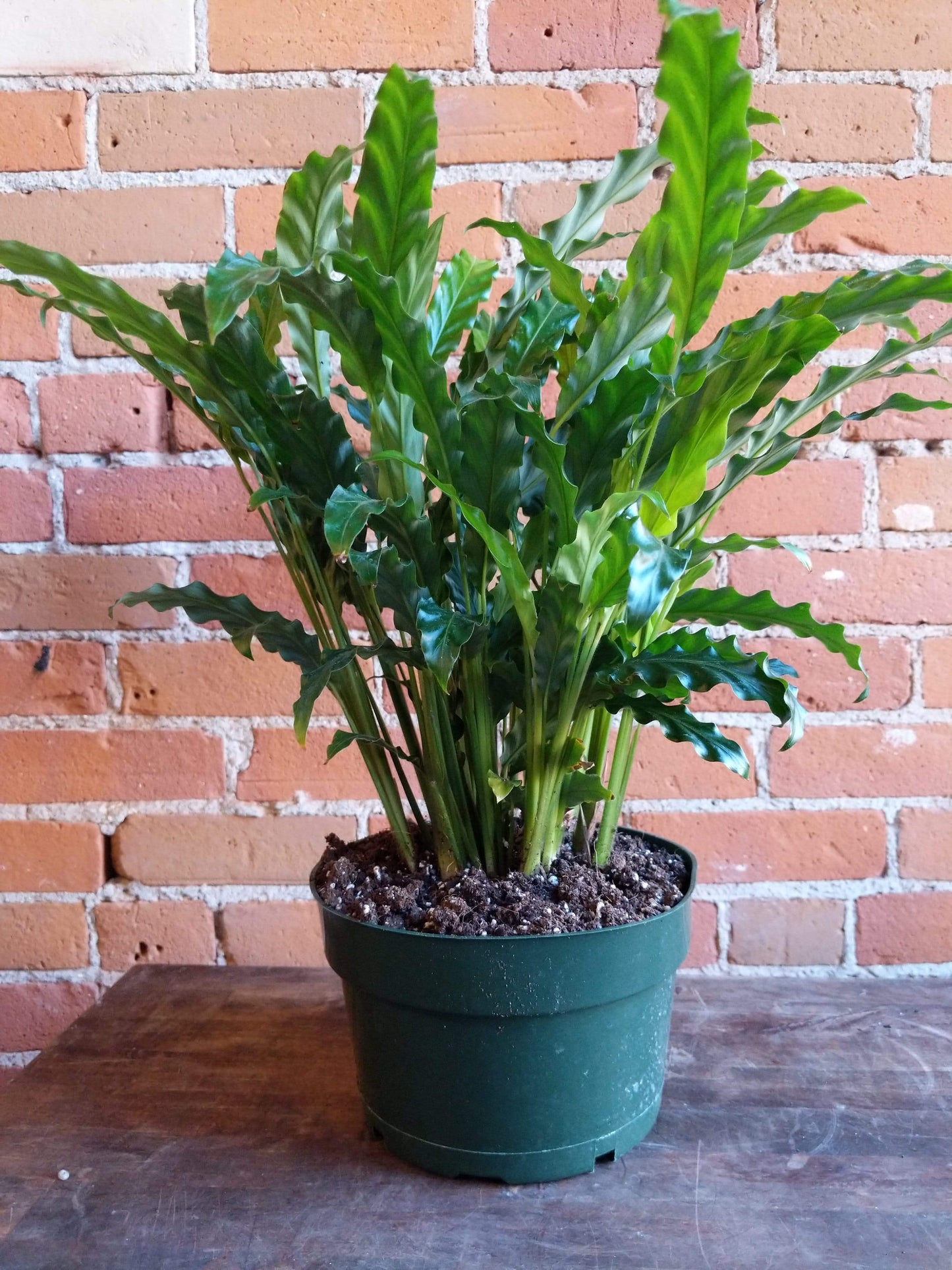 Plant Goals Plant Shop 8" Calathea Rufibarba Blue Grass