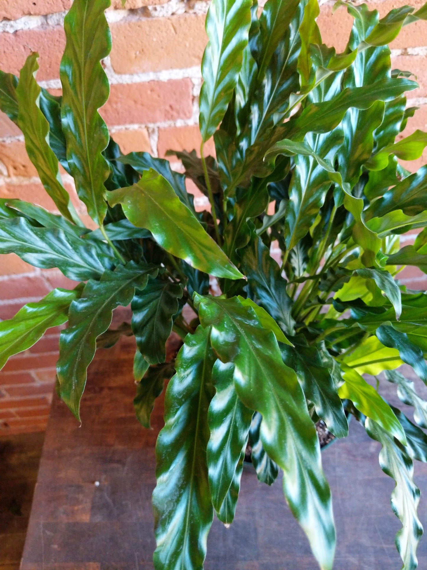 Plant Goals Plant Shop 8" Calathea Rufibarba Blue Grass