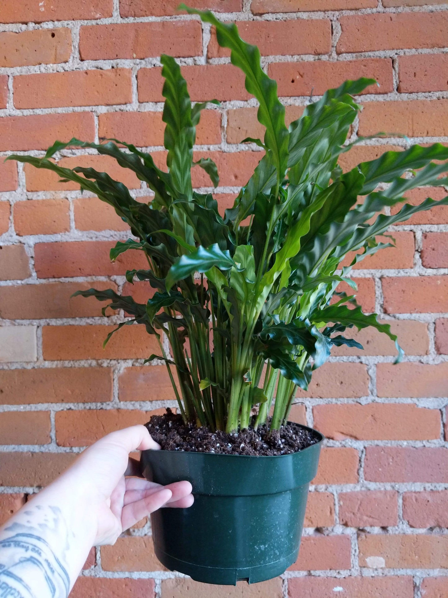 Plant Goals Plant Shop 8" Calathea Rufibarba Blue Grass