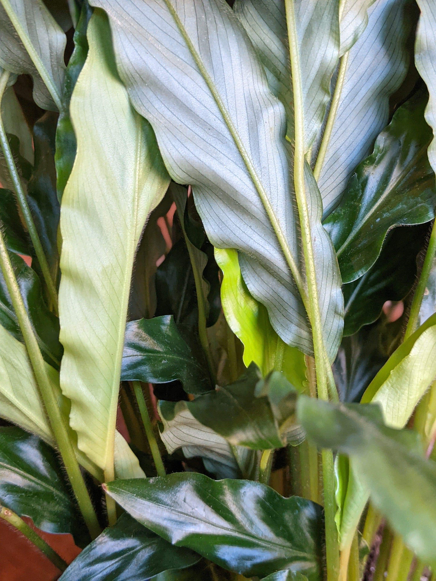 Plant Goals Plant Shop 8" Calathea Rufibarba Blue Grass