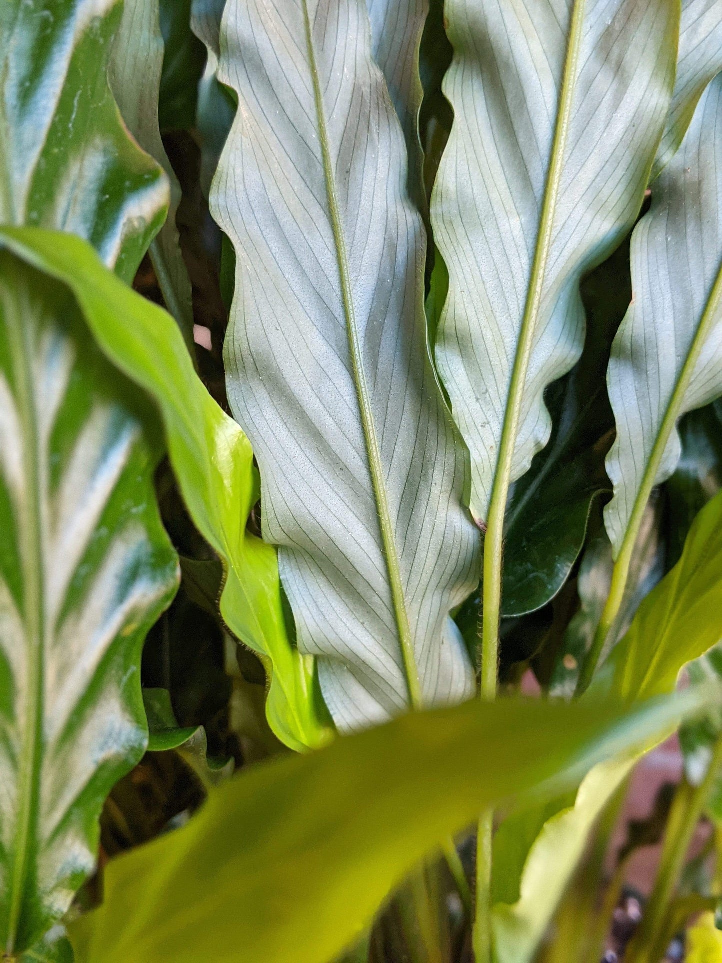 Plant Goals Plant Shop 8" Calathea Rufibarba Blue Grass