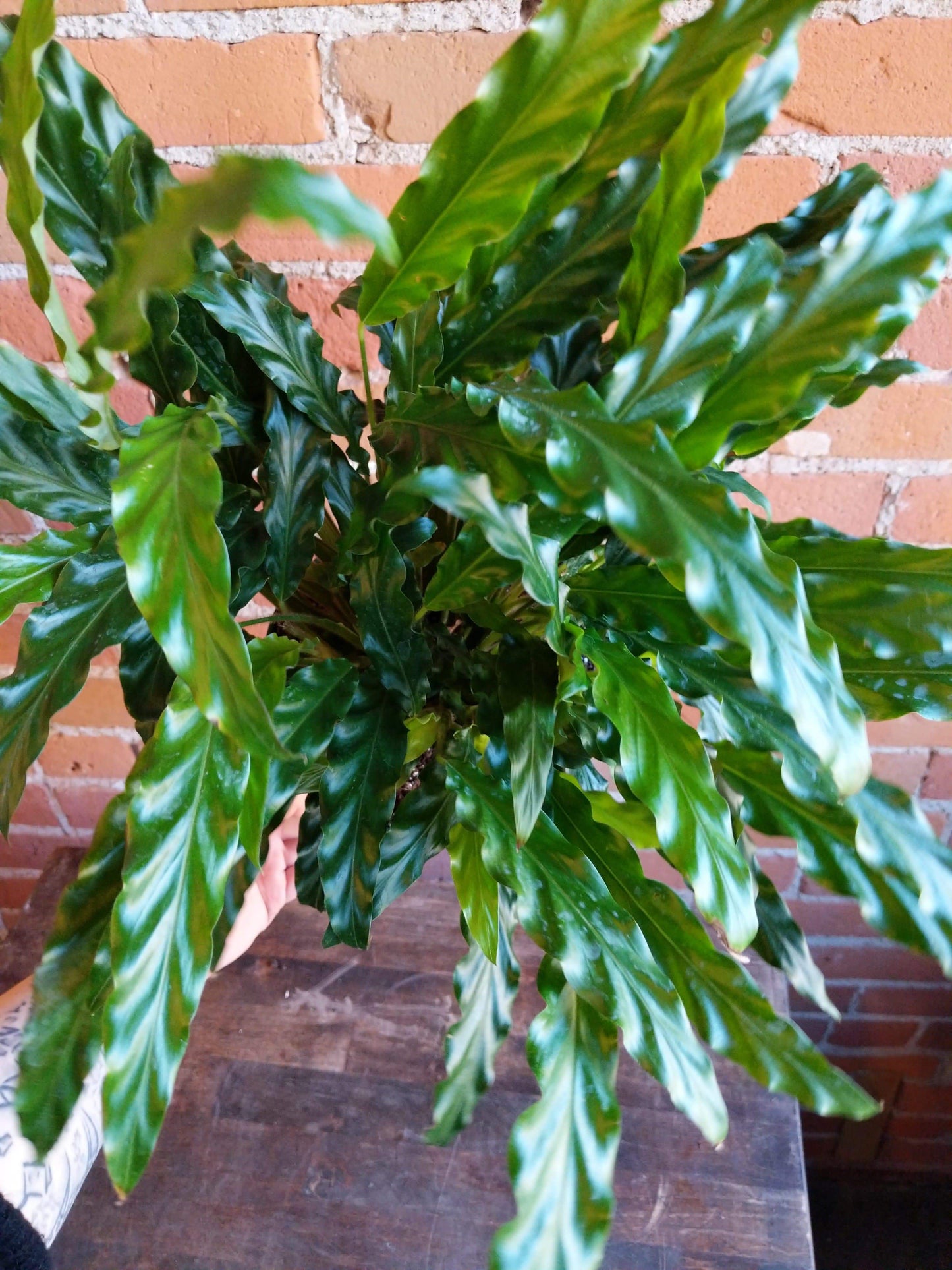 Plant Goals Plant Shop 8" Calathea Rufibarba Blue Grass