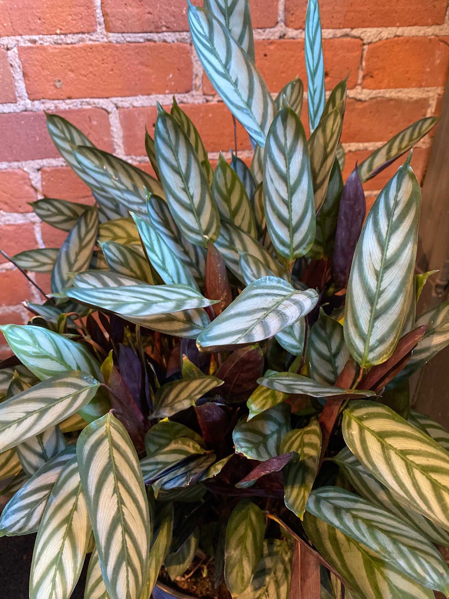 Plant Goals Plant Shop 8" Calathea Setosa