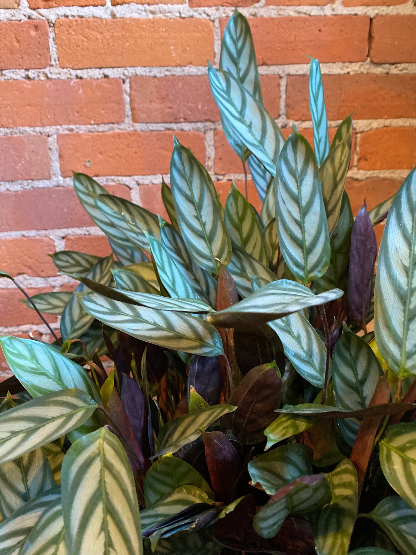 Plant Goals Plant Shop 8" Calathea Setosa