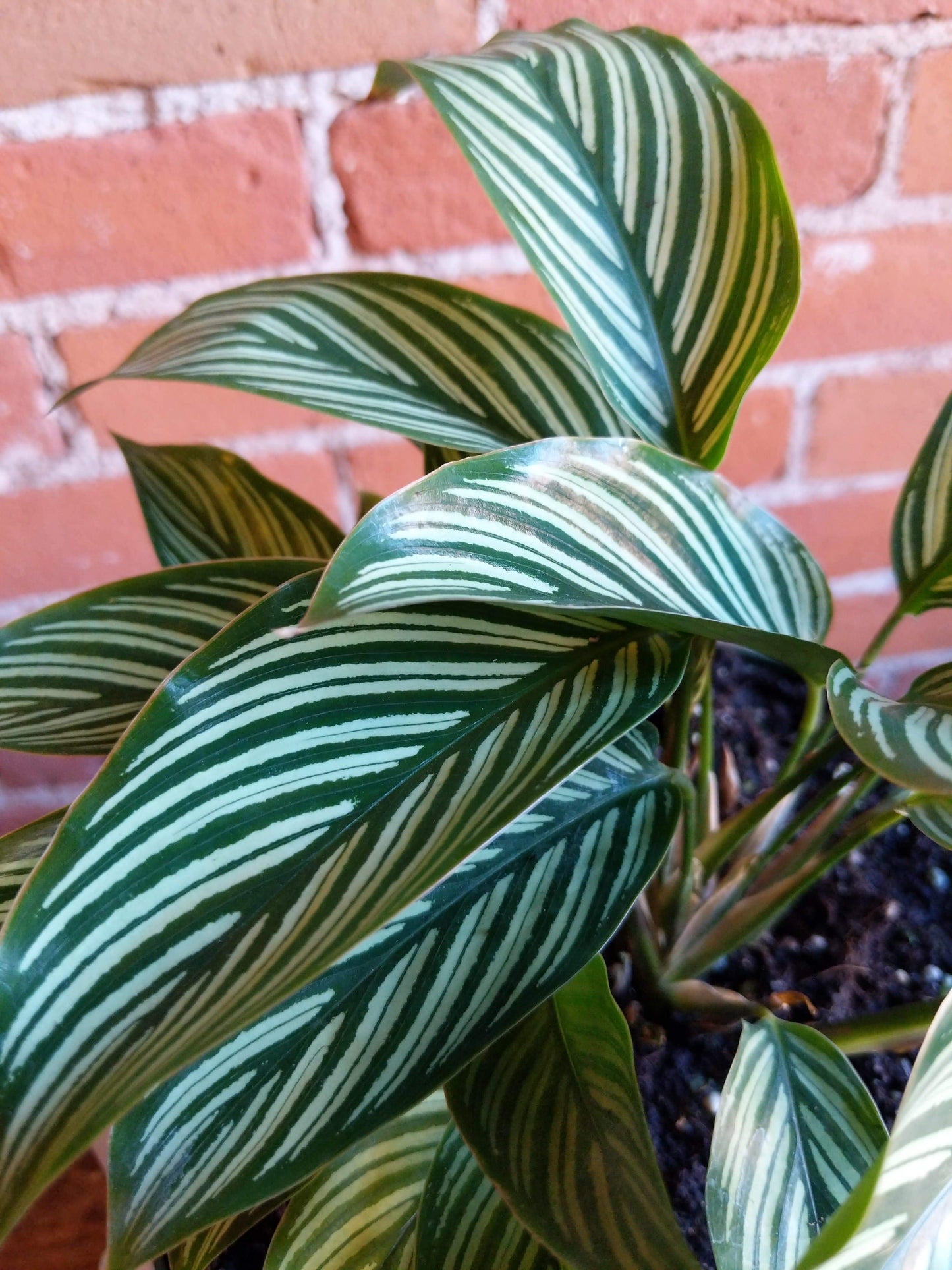 Plant Goals Plant Shop 8" Calathea Vittata