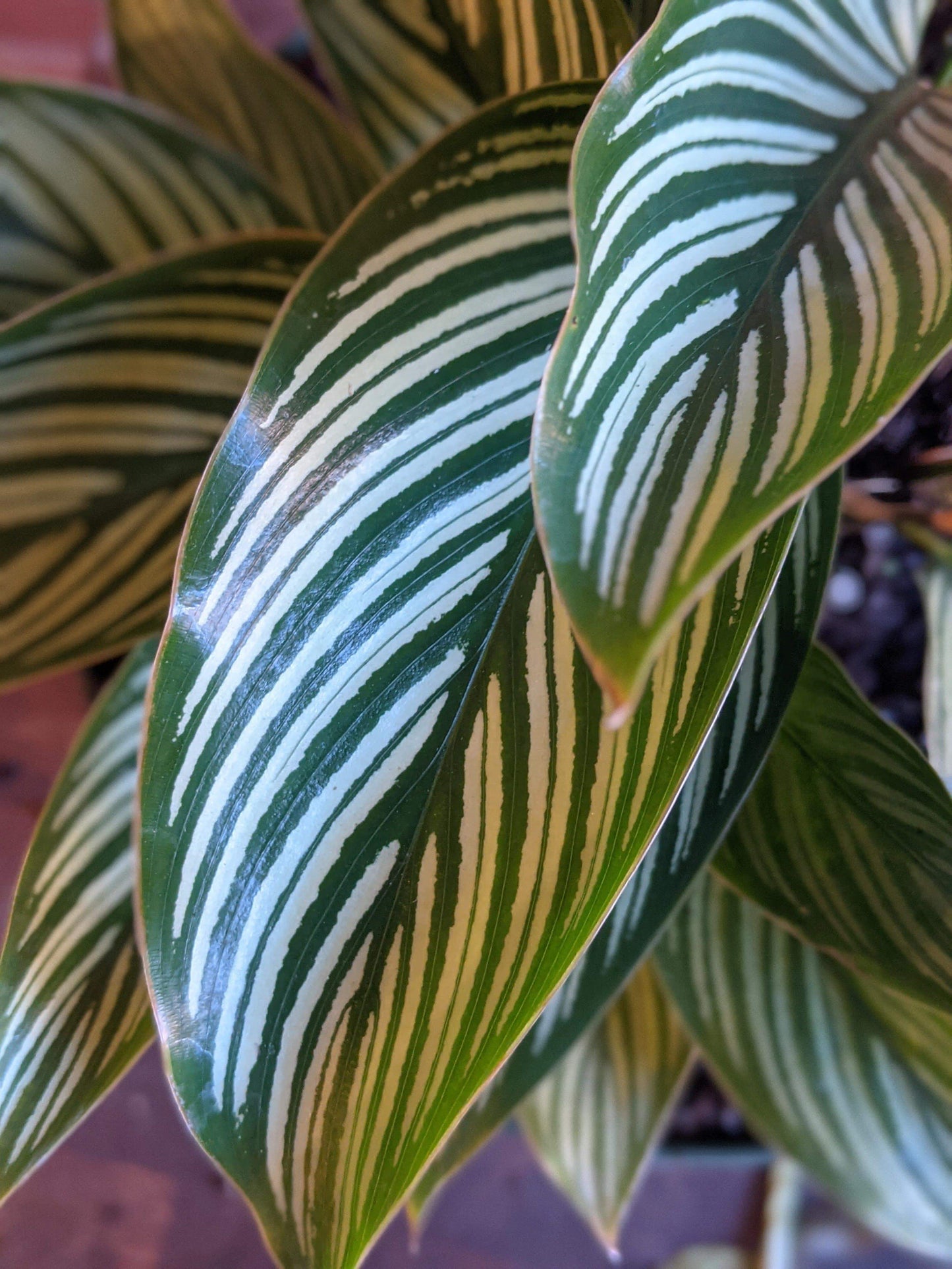 Plant Goals Plant Shop 8" Calathea Vittata
