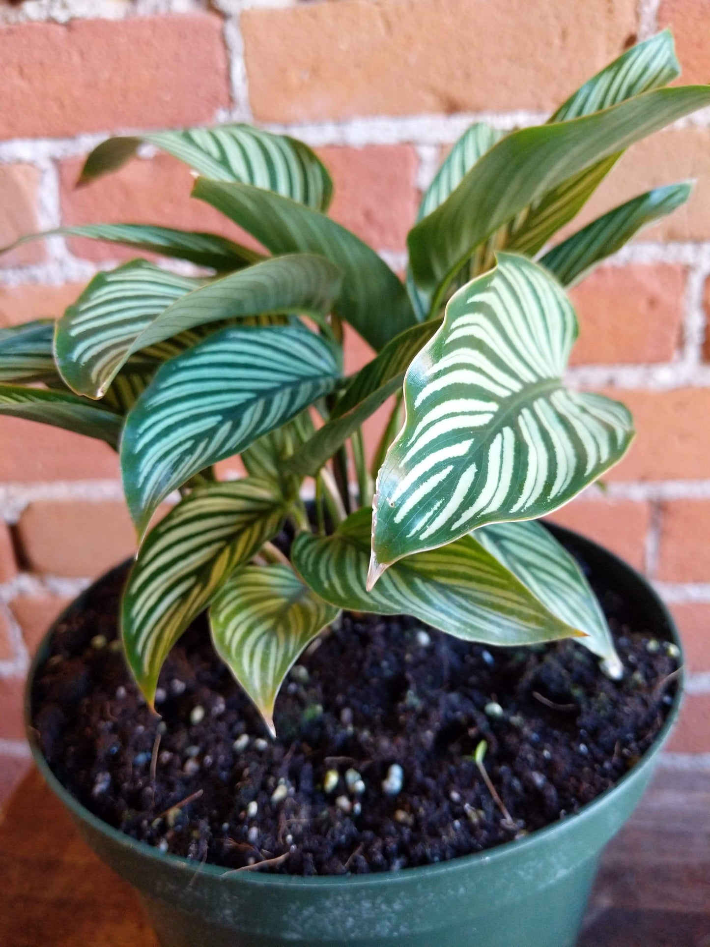 Plant Goals Plant Shop 8" Calathea Vittata
