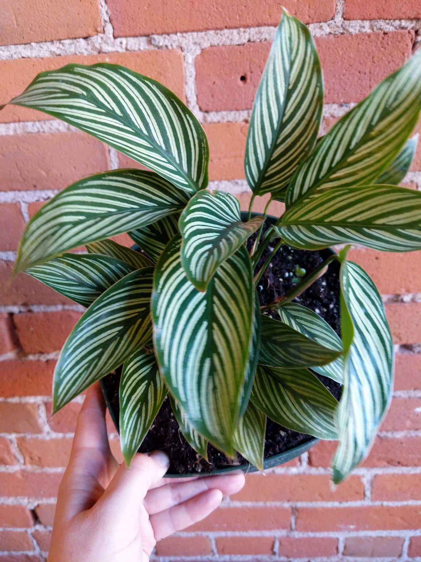 Plant Goals Plant Shop 8" Calathea Vittata