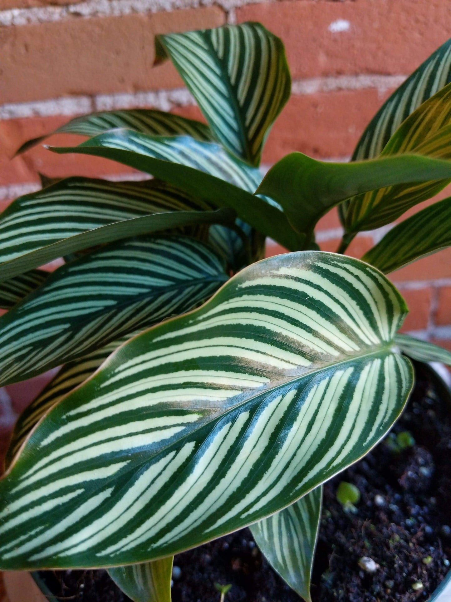 Plant Goals Plant Shop 8" Calathea Vittata