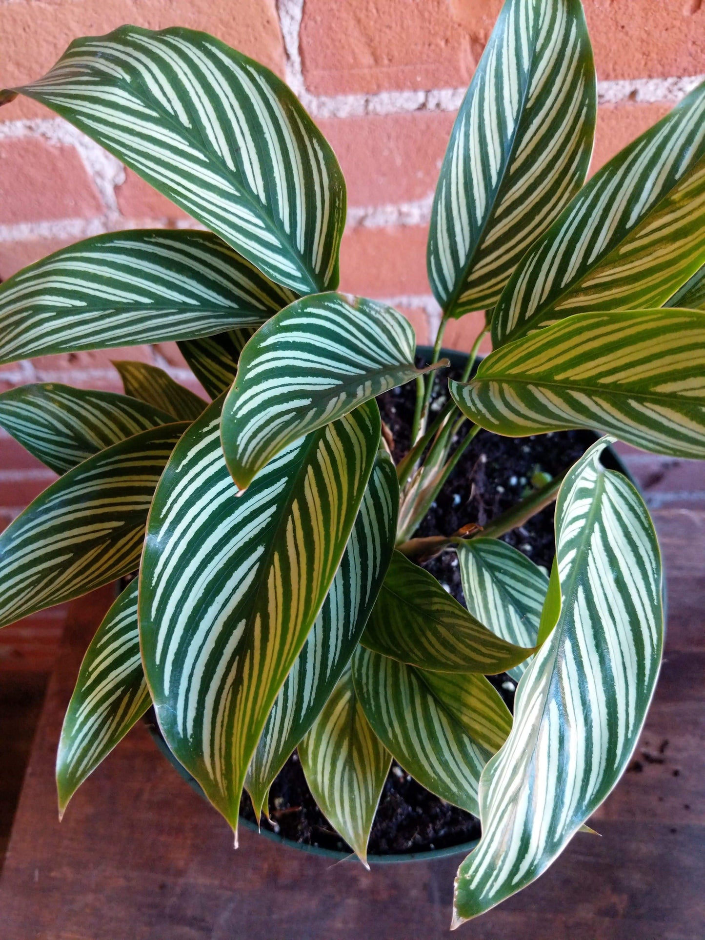 Plant Goals Plant Shop 8" Calathea Vittata