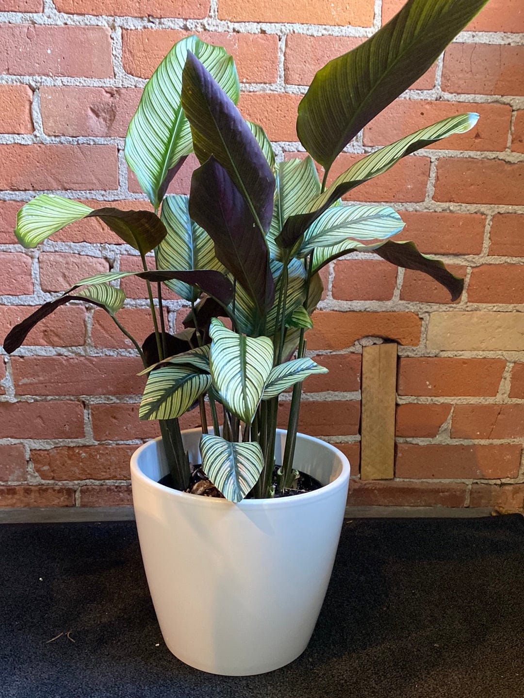 Plant Goals Plant Shop 8" Calathea White Star