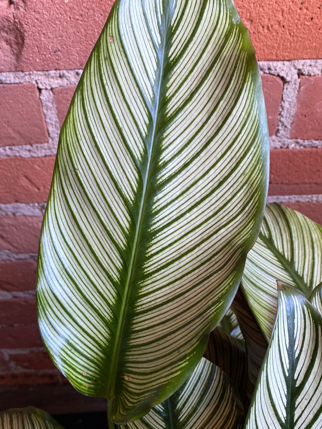 Plant Goals Plant Shop 8" Calathea White Star