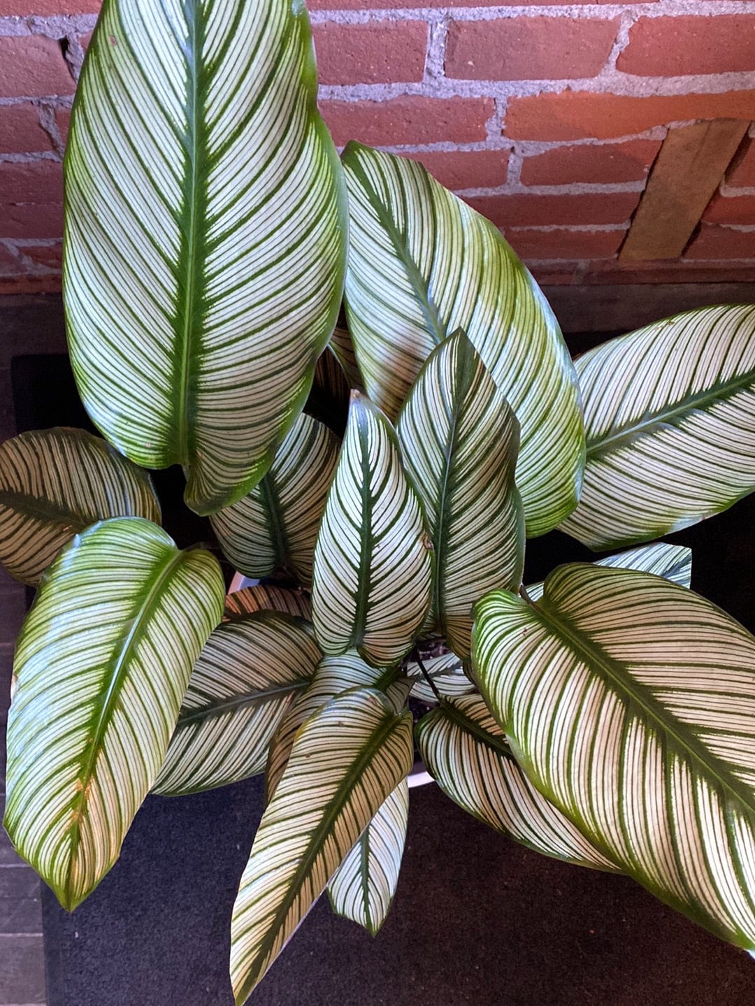 Plant Goals Plant Shop 8" Calathea White Star