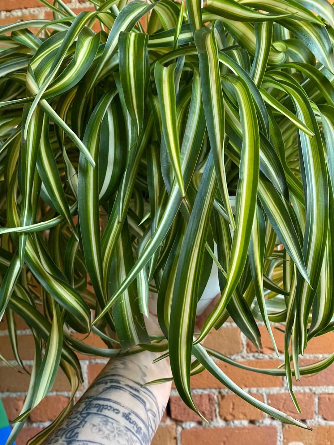 Plant Goals Plant Shop 8" Curly Bonnie Spider Plant Hanging Basket