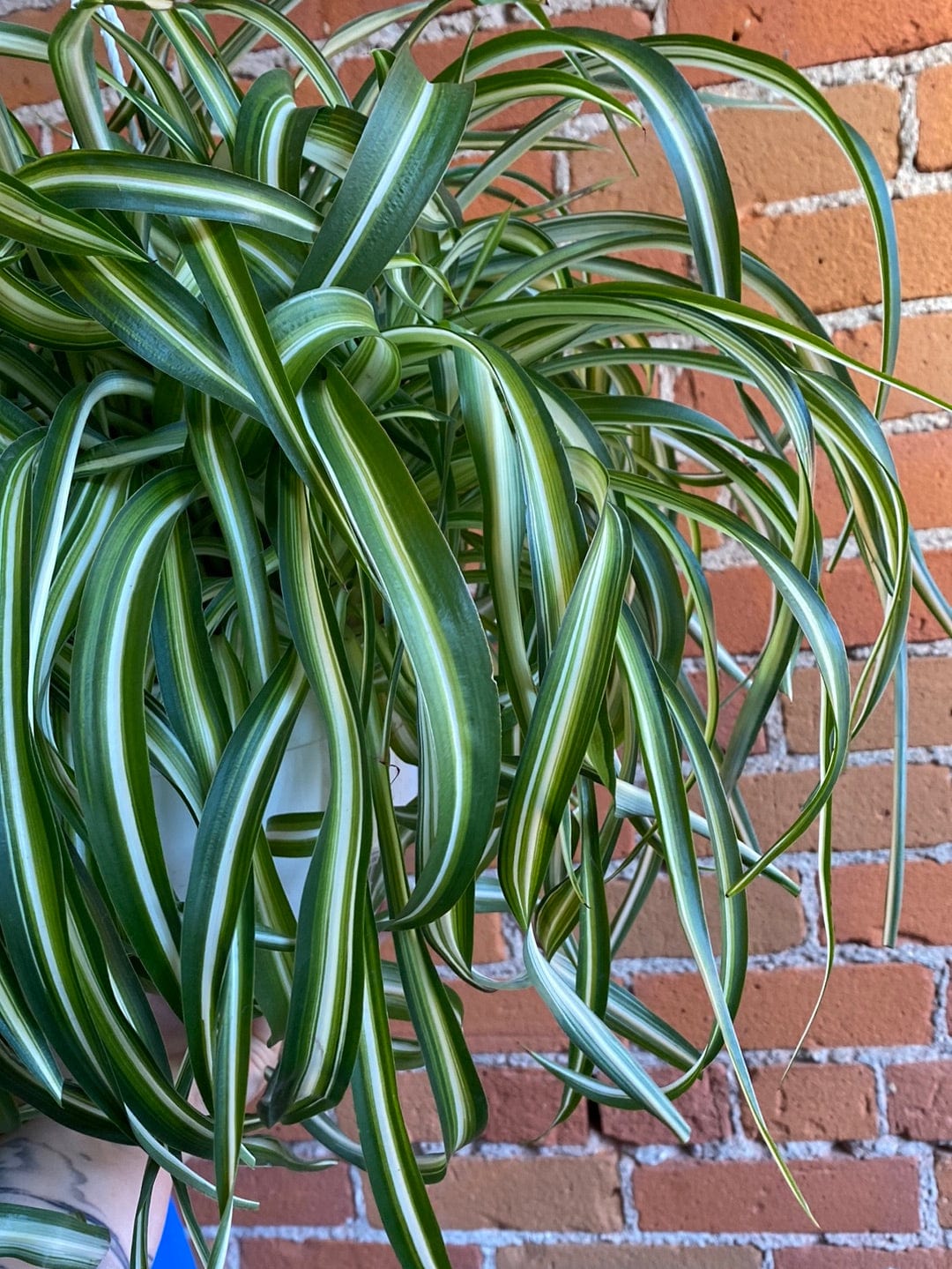 Plant Goals Plant Shop 8" Curly Bonnie Spider Plant Hanging Basket