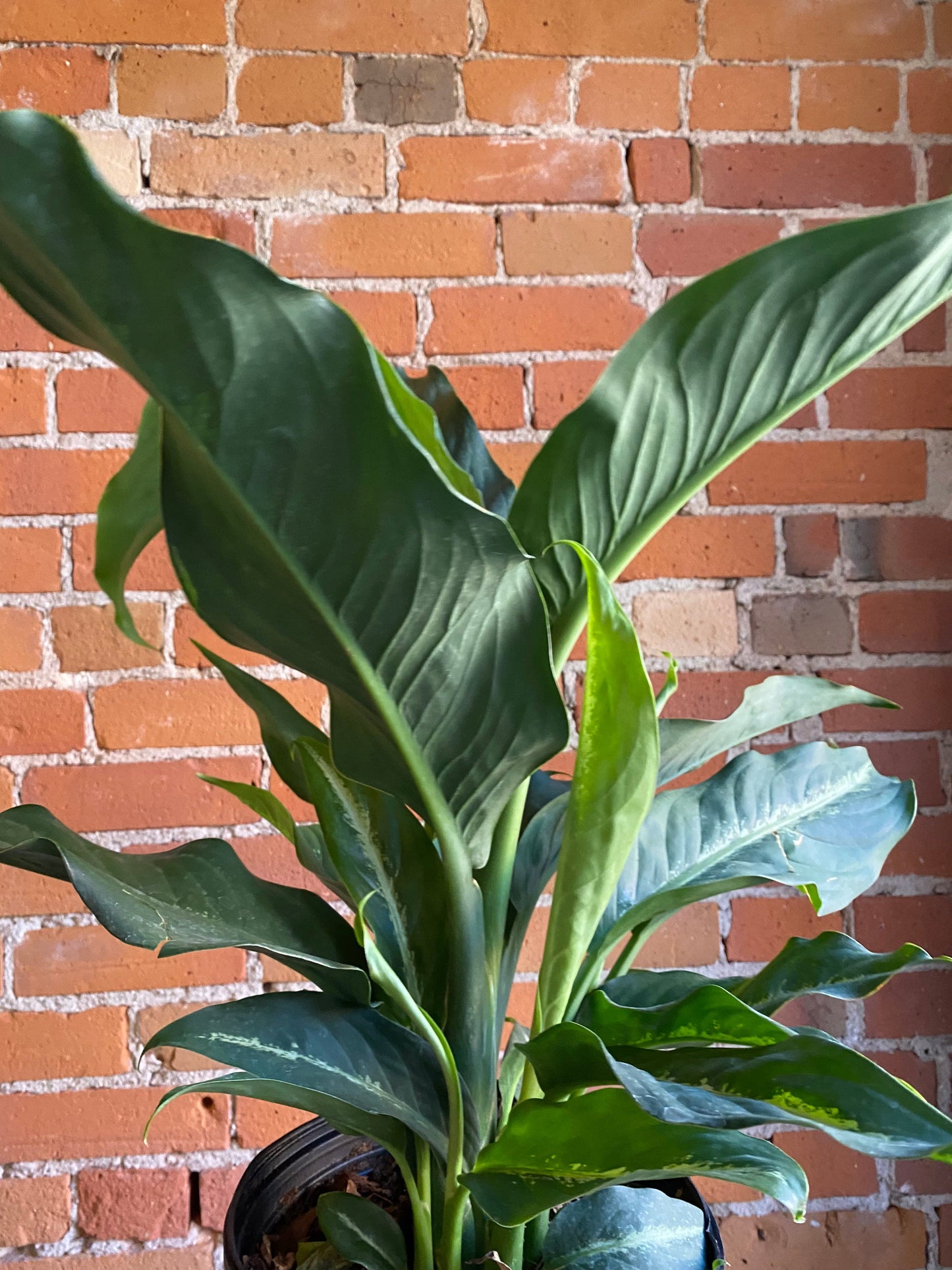 Plant Goals Plant Shop 8" Dieffenbachia Cougar