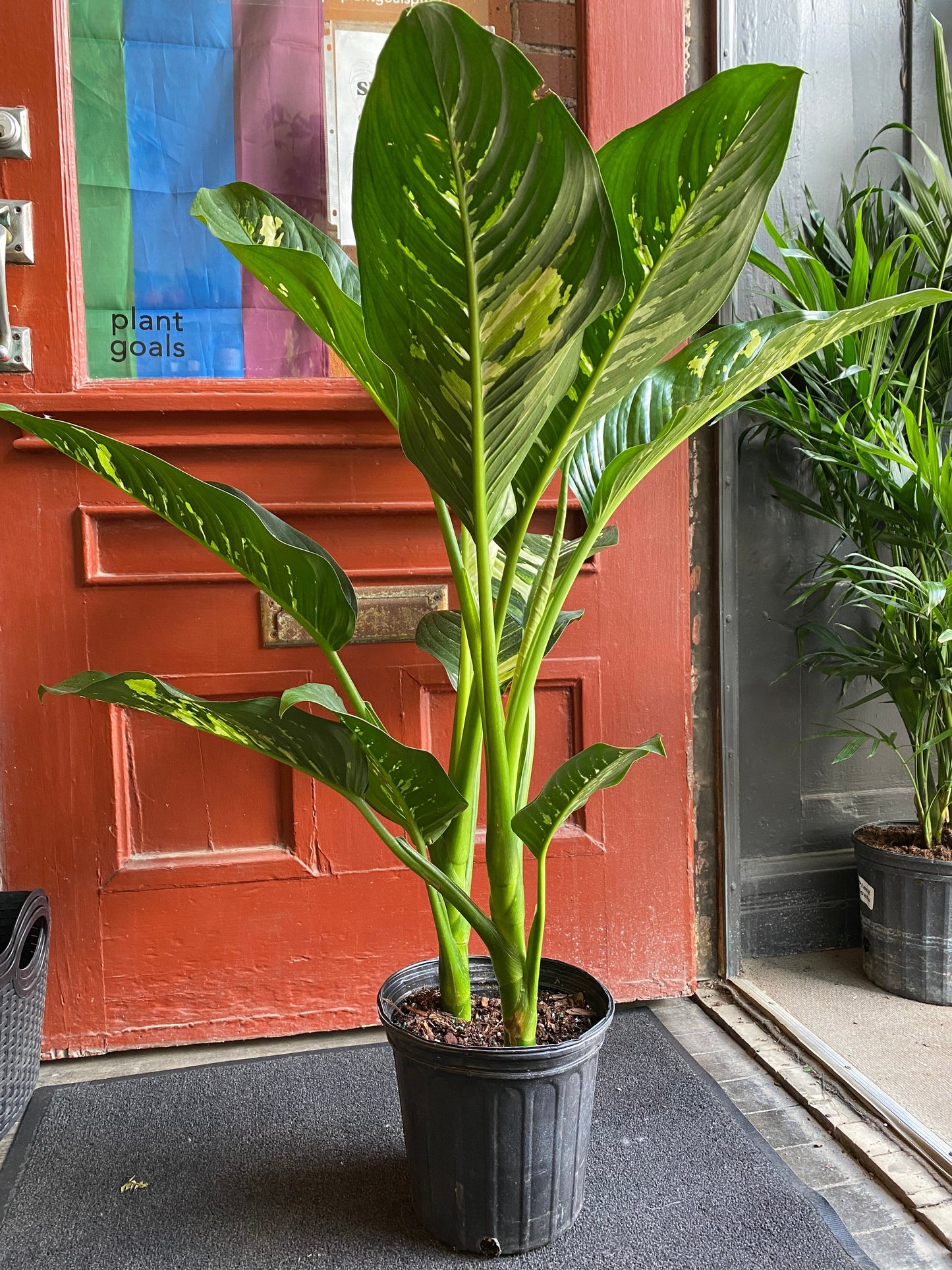 Plant Goals Plant Shop 8" Dieffenbachia Elaina