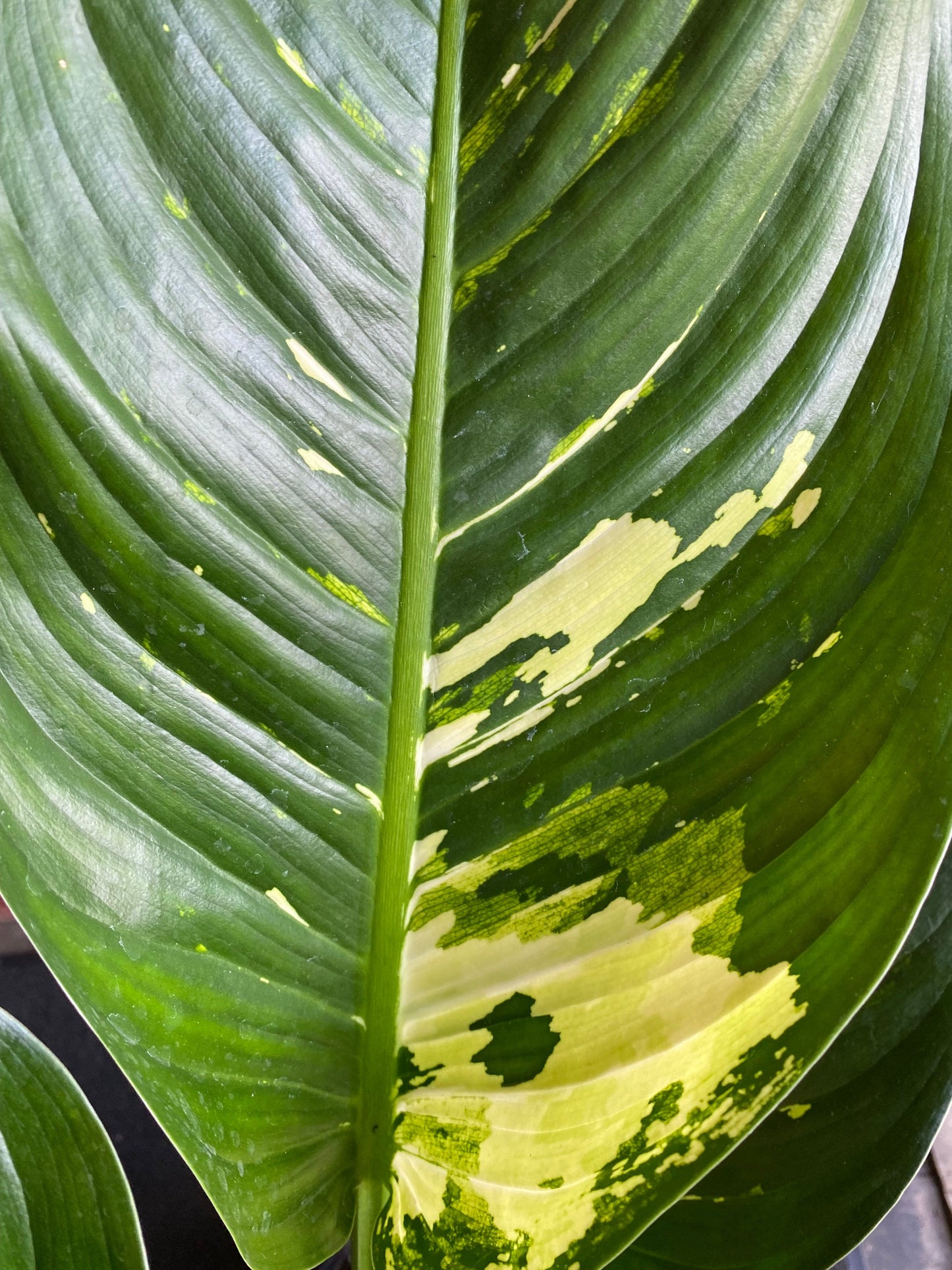 Plant Goals Plant Shop 8" Dieffenbachia Elaina