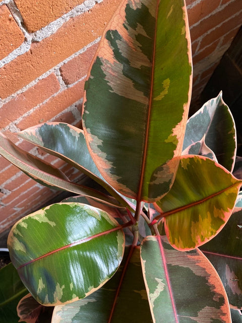 Plant Goals Plant Shop 8" Ficus Elastica Ruby