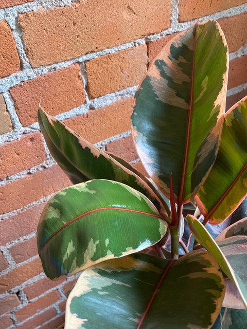 Plant Goals Plant Shop 8" Ficus Elastica Ruby