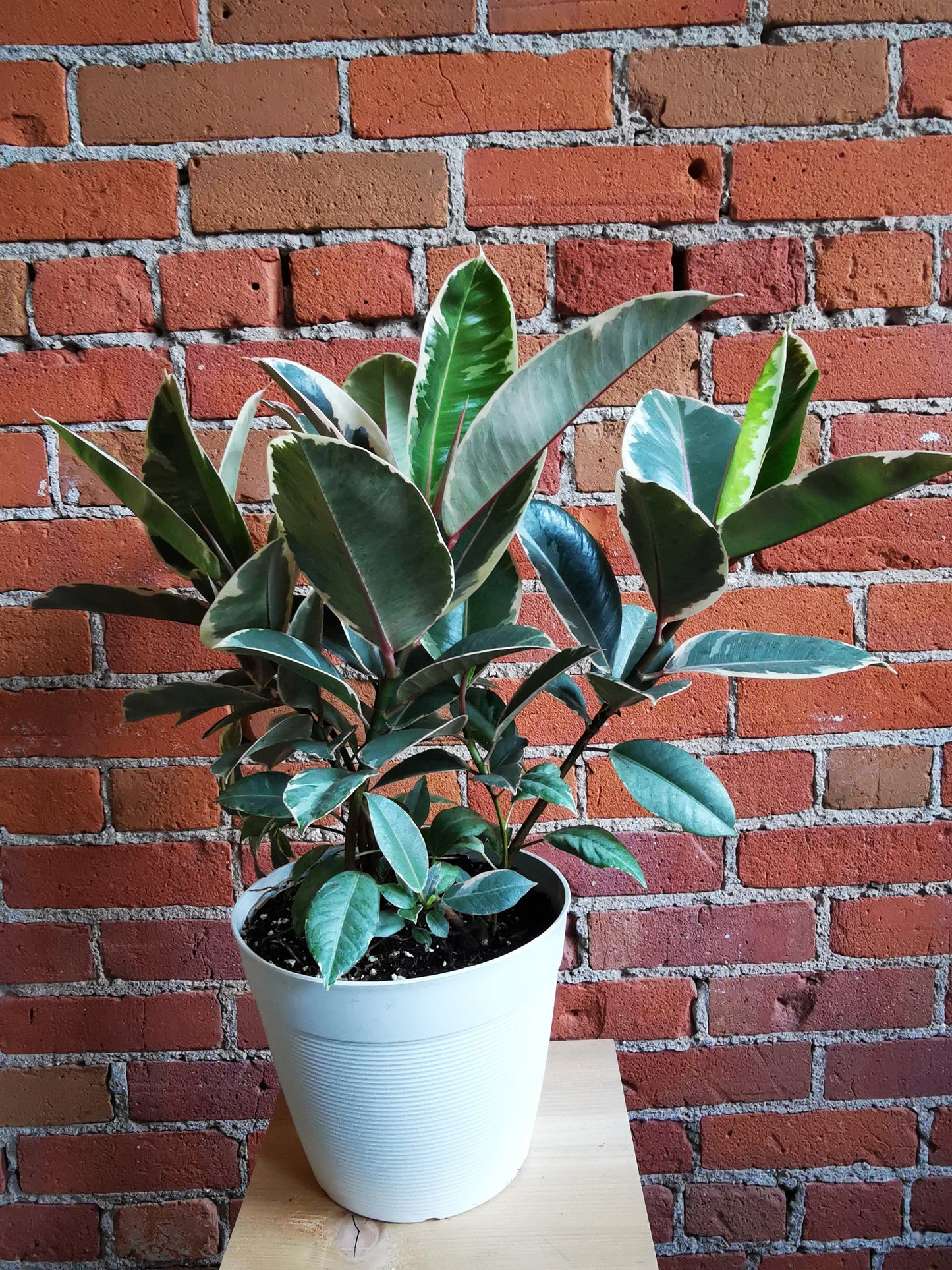 Plant Goals Plant Shop 8" Ficus Elastica Tineke Bush
