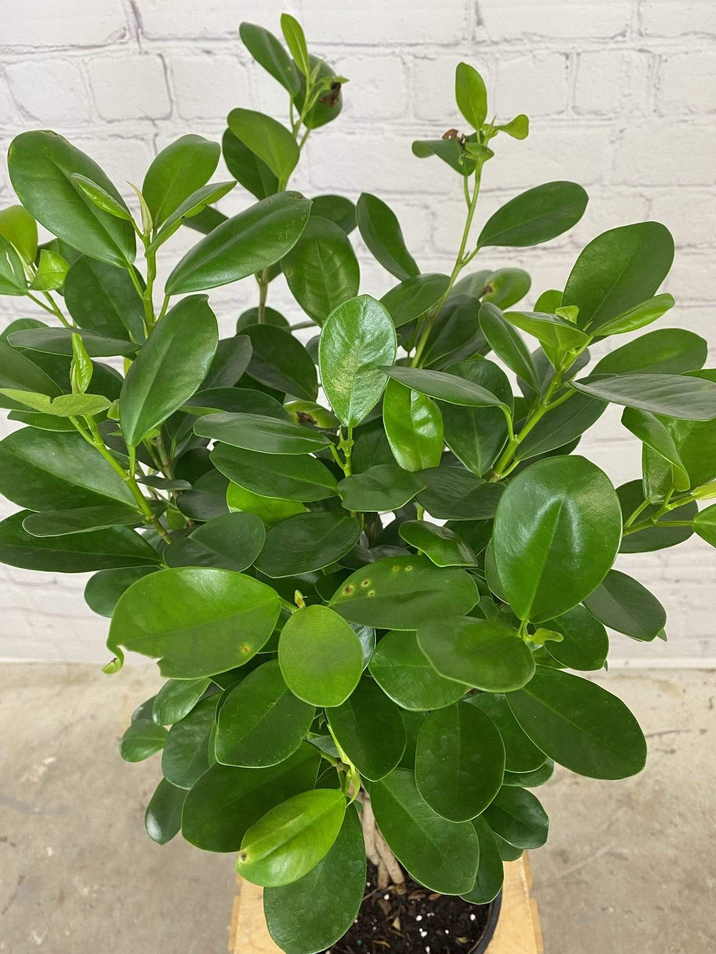 Plant Goals Plant Shop 8" Ficus Moclame Braid