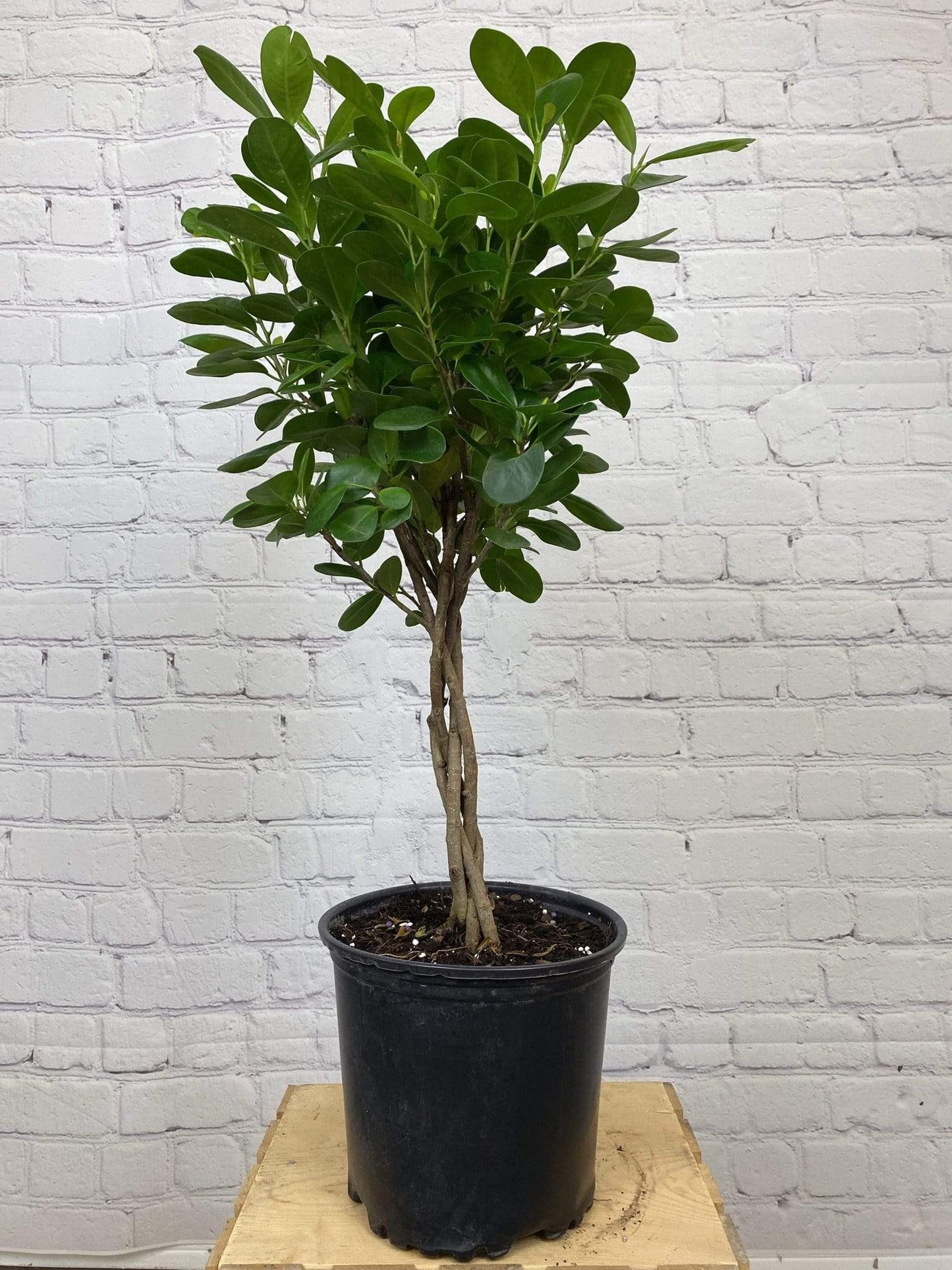 Plant Goals Plant Shop 8" Ficus Moclame Braid