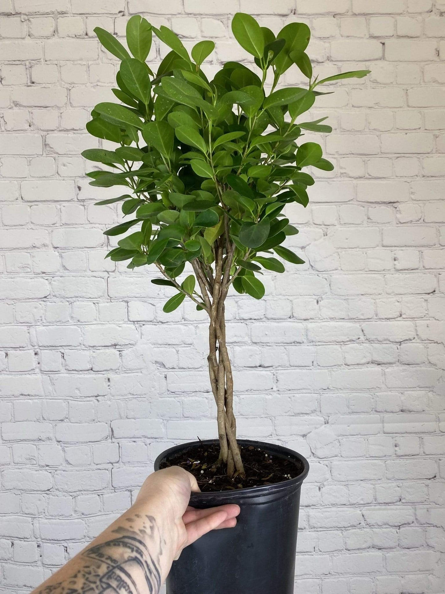 Plant Goals Plant Shop 8" Ficus Moclame Braid