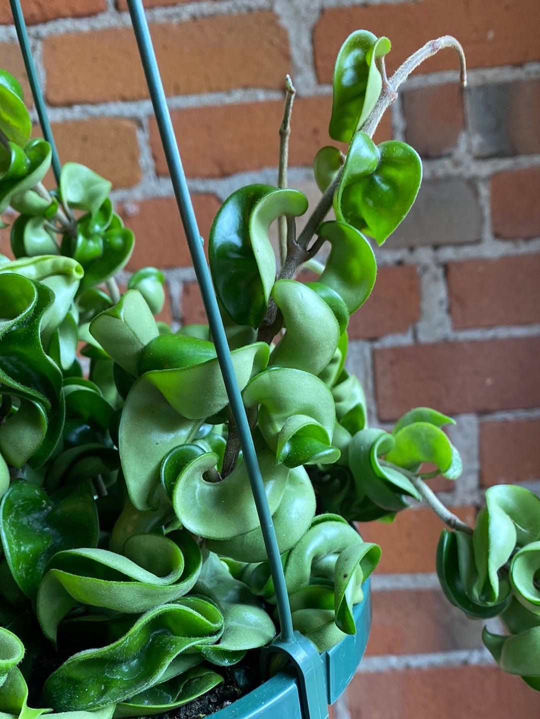 Plant Goals Plant Shop 8" Hoya Carnosa Compacta Hanging Basket | Hindu Rope