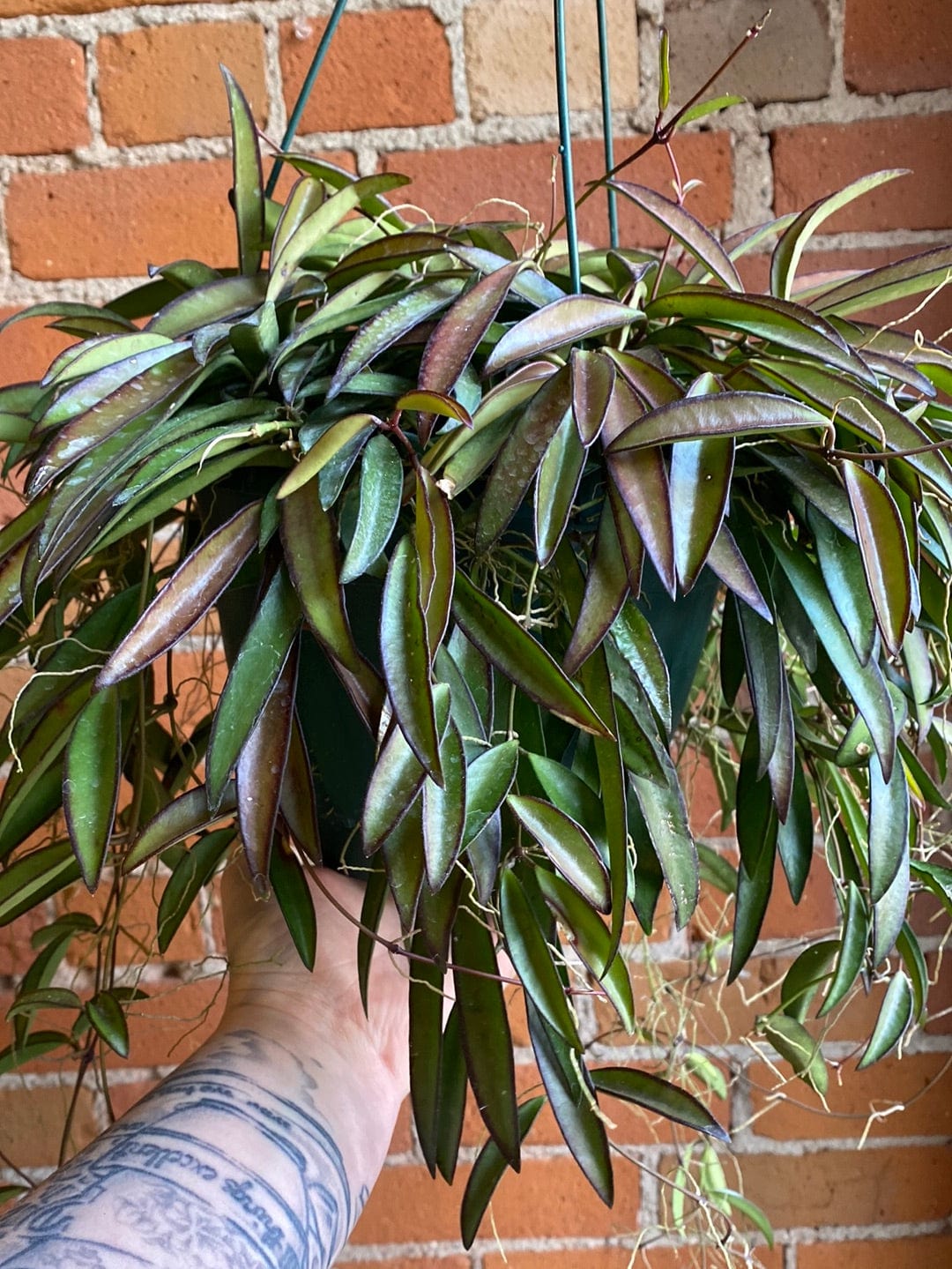Plant Goals Plant Shop 8" Hoya Kentianna Hanging Basket
