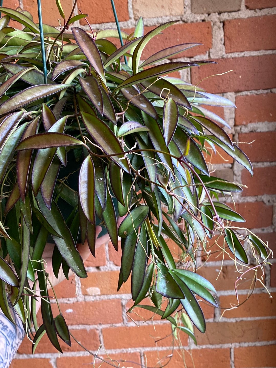 Plant Goals Plant Shop 8" Hoya Kentianna Hanging Basket