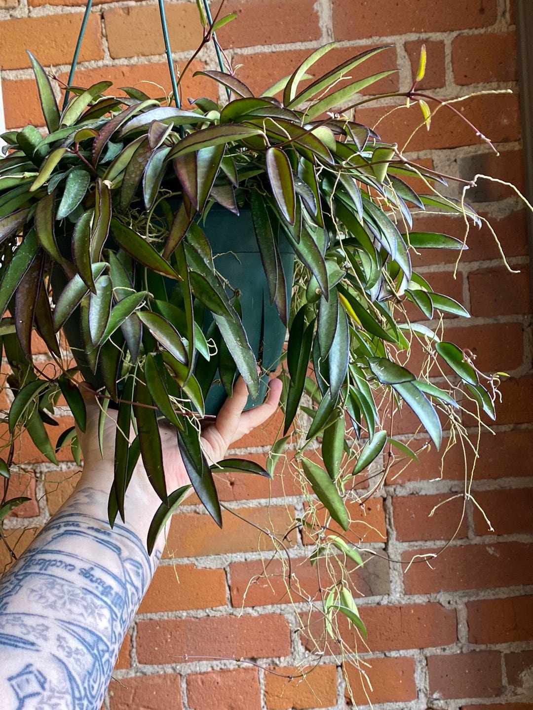 Plant Goals Plant Shop 8" Hoya Kentianna Hanging Basket