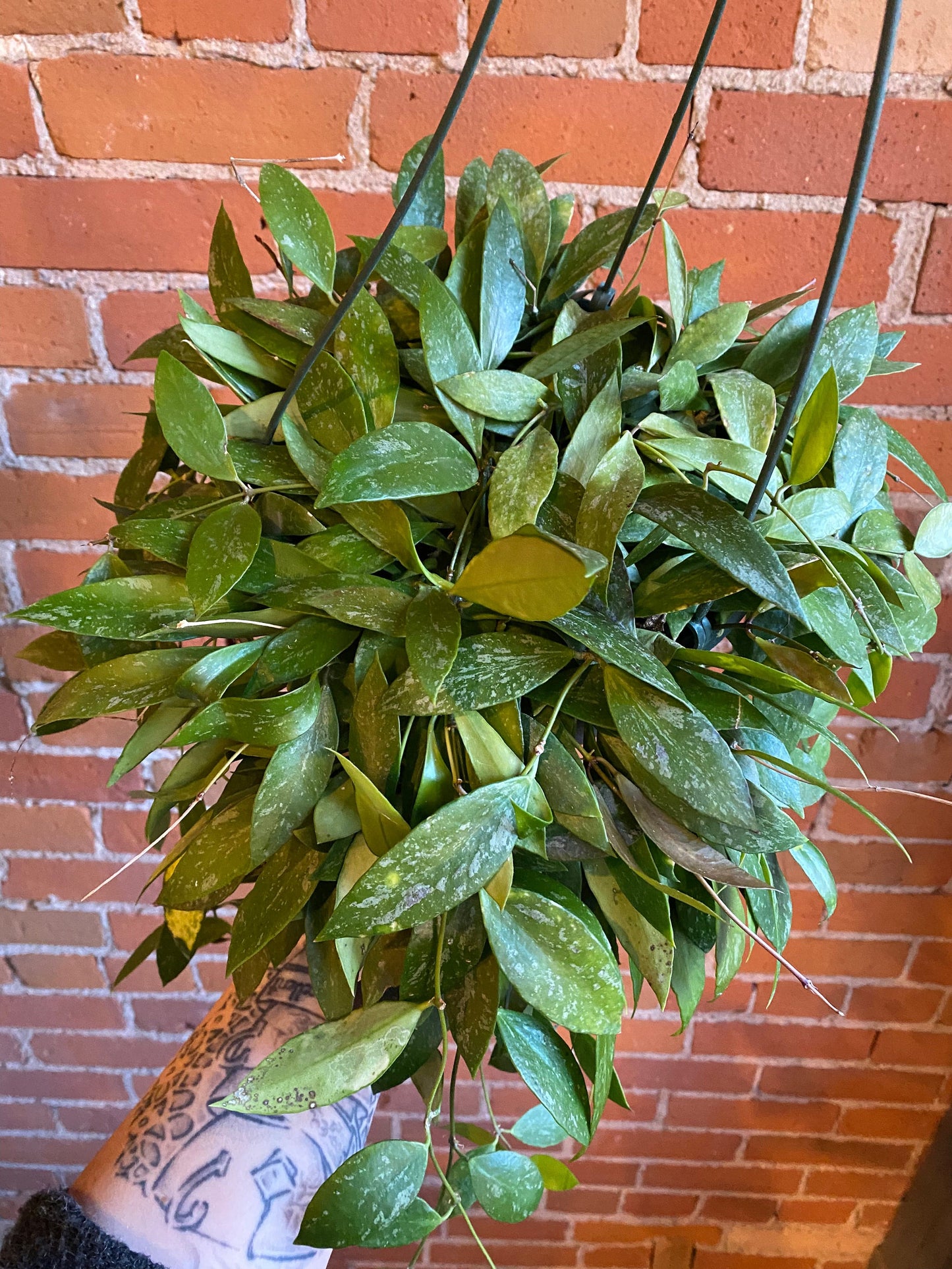 Plant Goals Plant Shop 8" Hoya Pubicalyx Hanging Basket