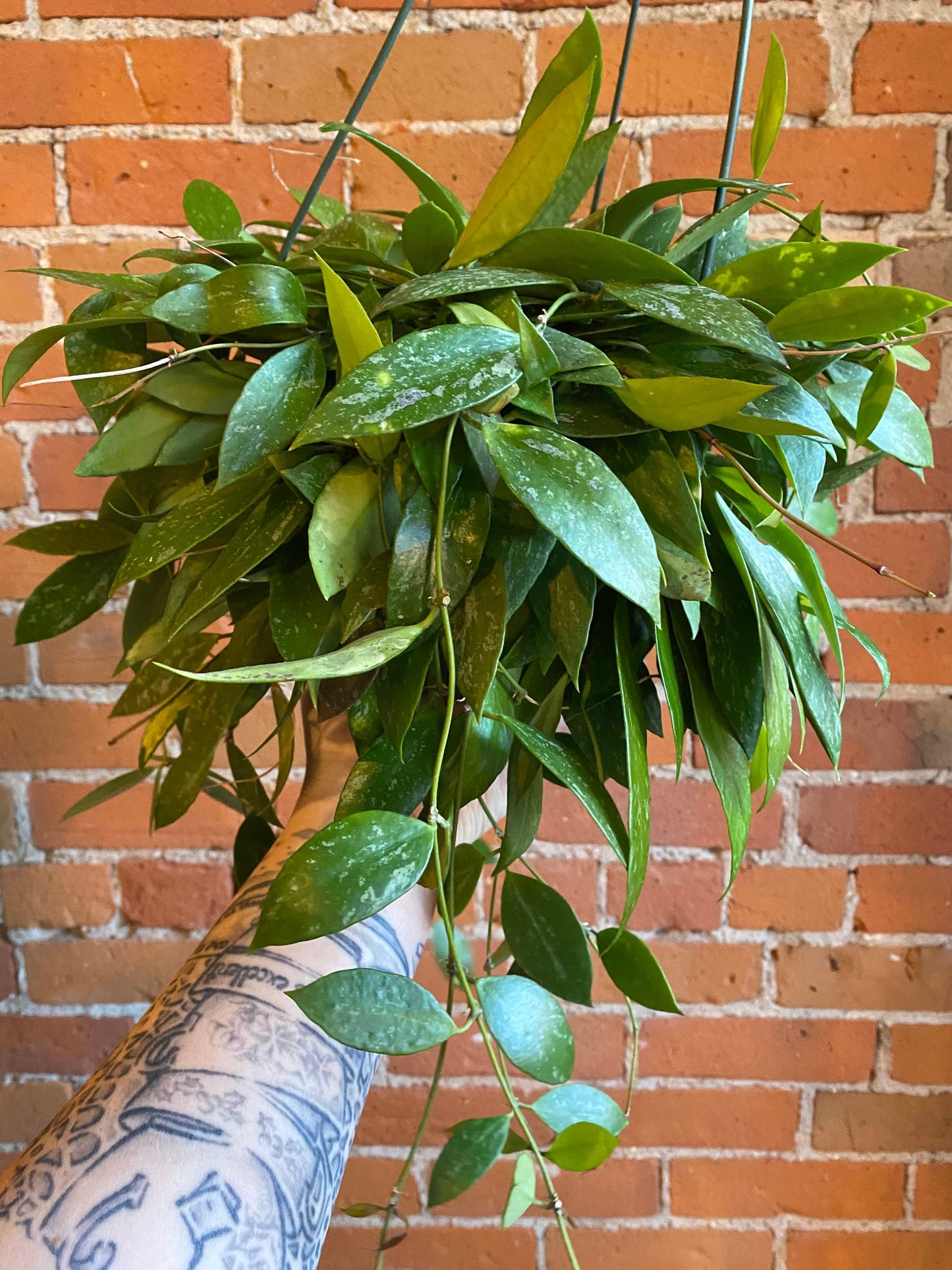 Plant Goals Plant Shop 8" Hoya Pubicalyx Hanging Basket
