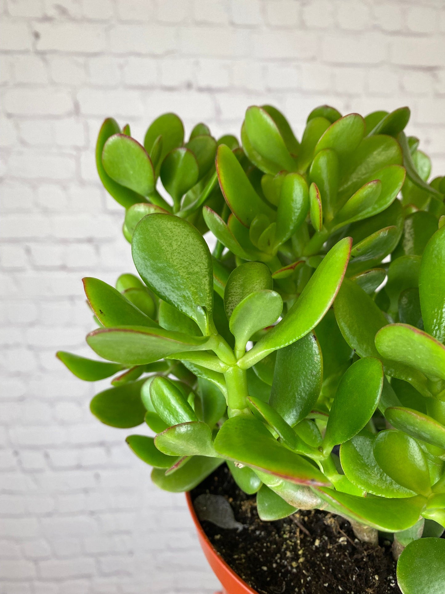 Plant Goals Plant Shop 8" Jade | Crassula Ovata