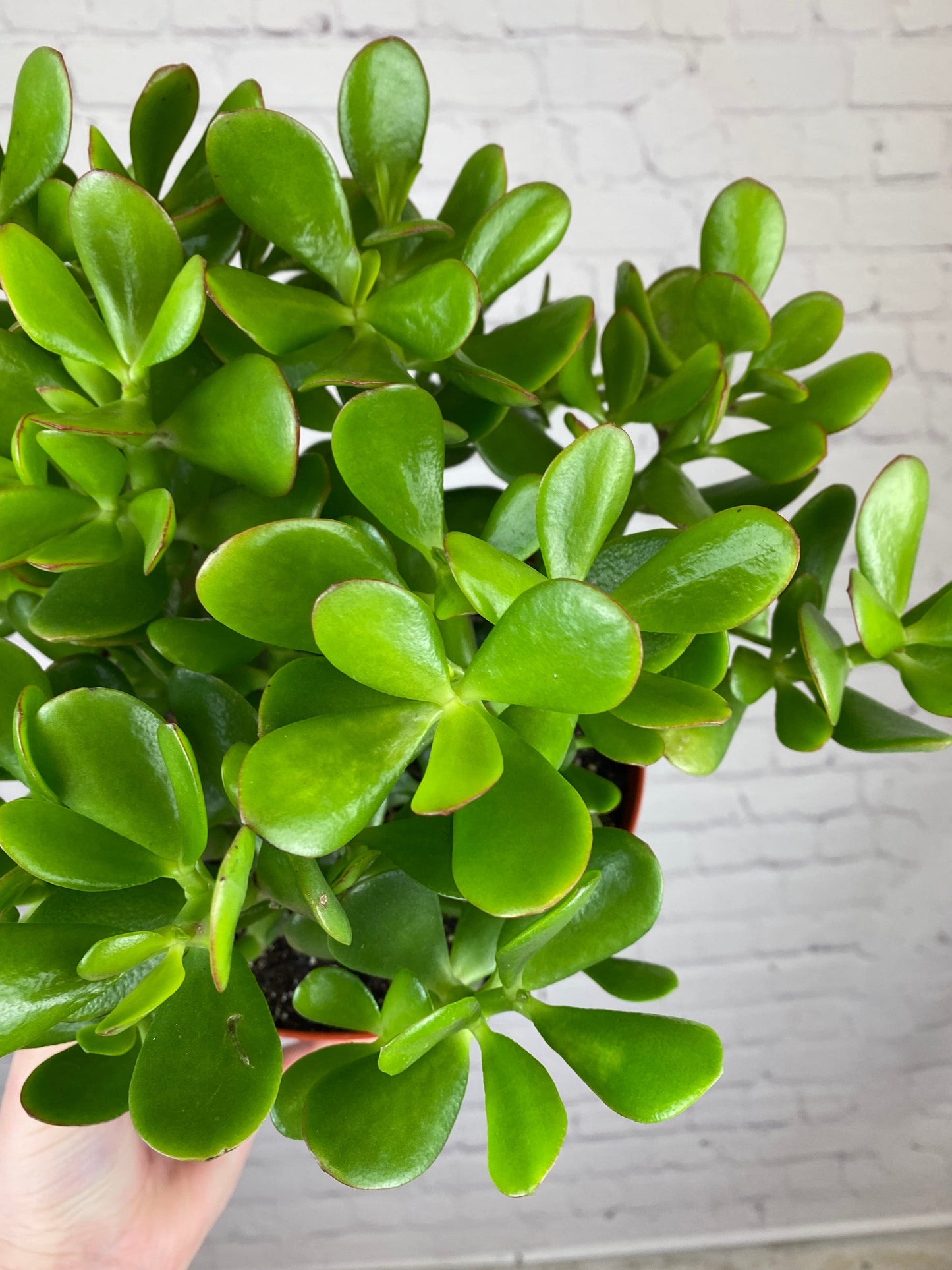 Plant Goals Plant Shop 8" Jade | Crassula Ovata