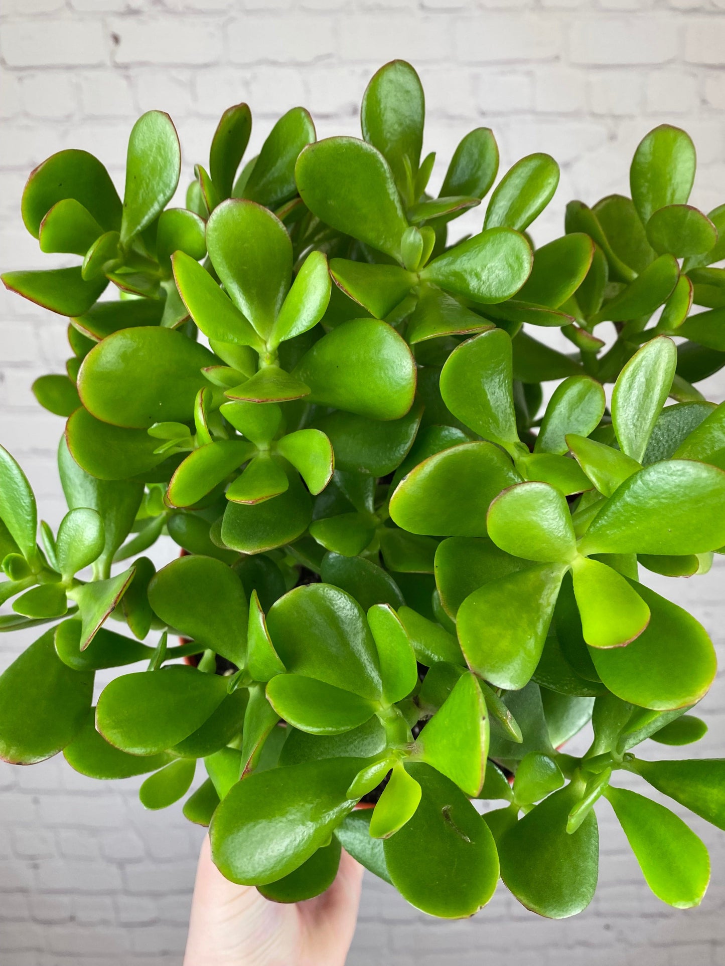 Plant Goals Plant Shop 8" Jade | Crassula Ovata