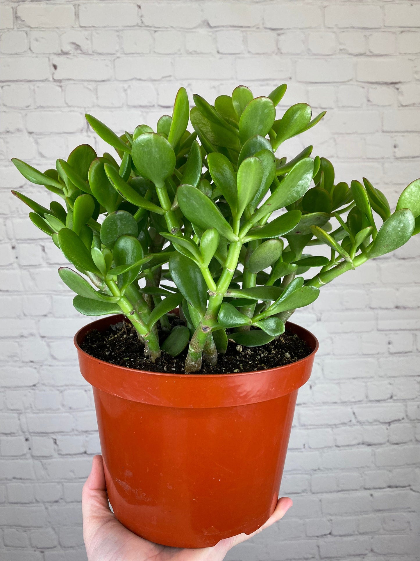 Plant Goals Plant Shop 8" Jade | Crassula Ovata