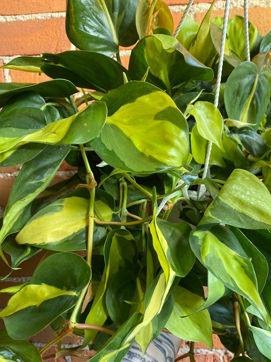 Plant Goals Plant Shop 8" Philodendron Brasil Hanging Basket