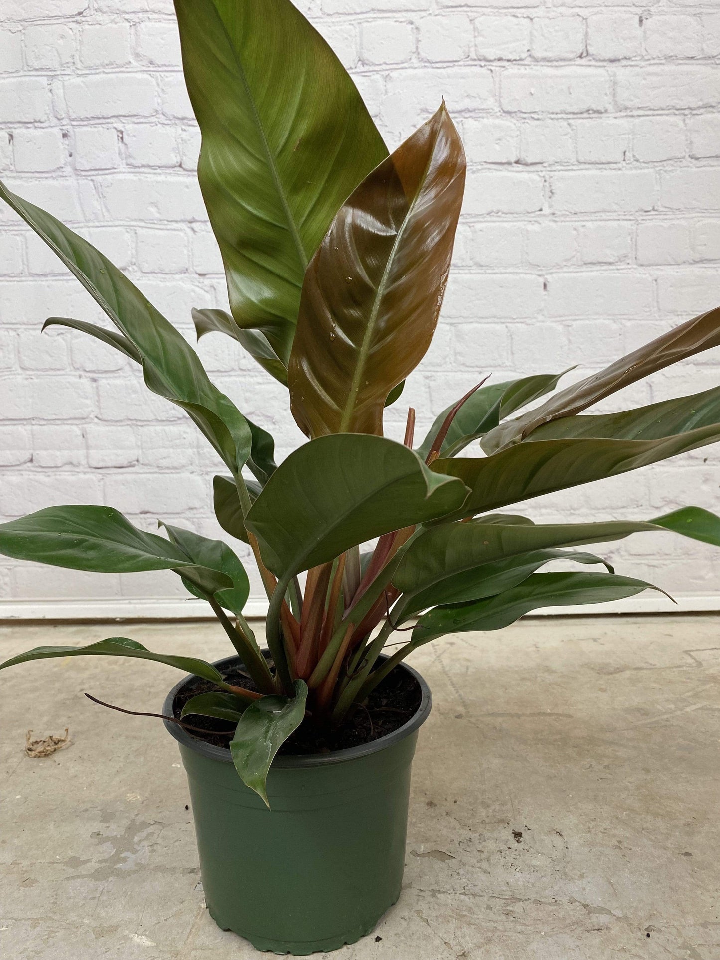 Plant Goals Plant Shop 8" Philodendron Imperial Red