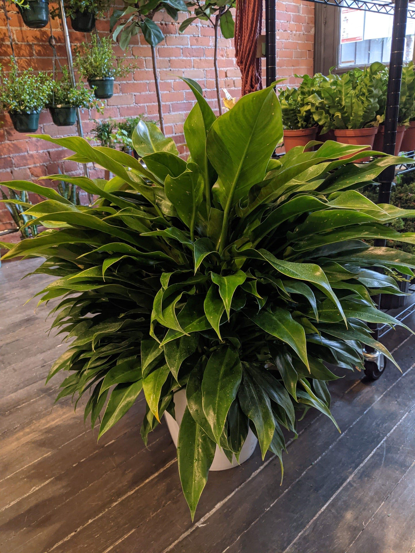 Plant Goals Plant Shop 8" Philodendron Little Phil