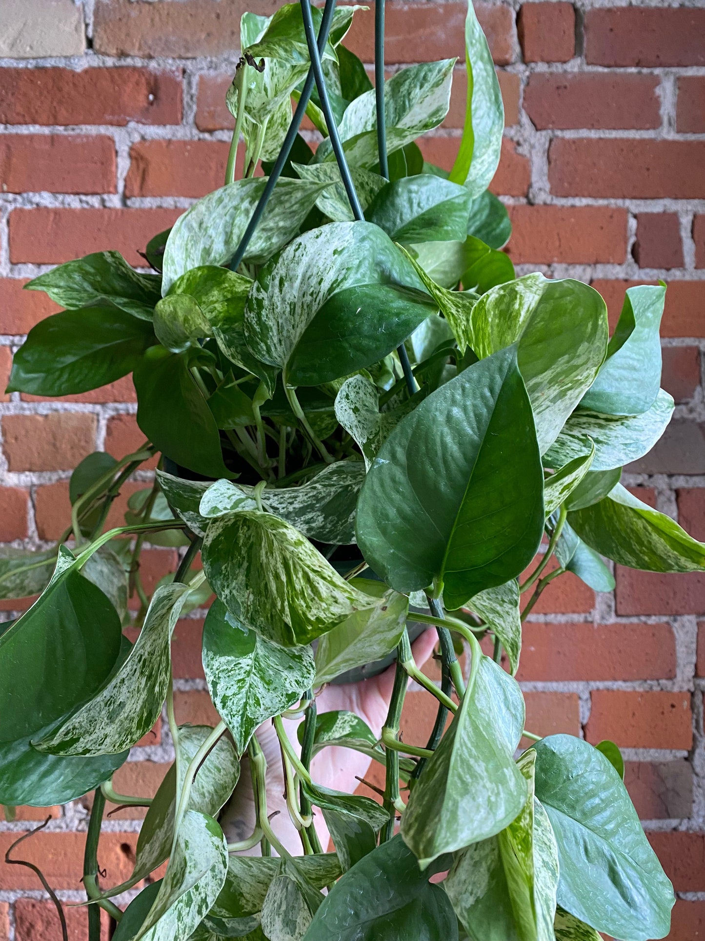 Plant Goals Plant Shop 8" Pothos Marble Queen Hanging Basket