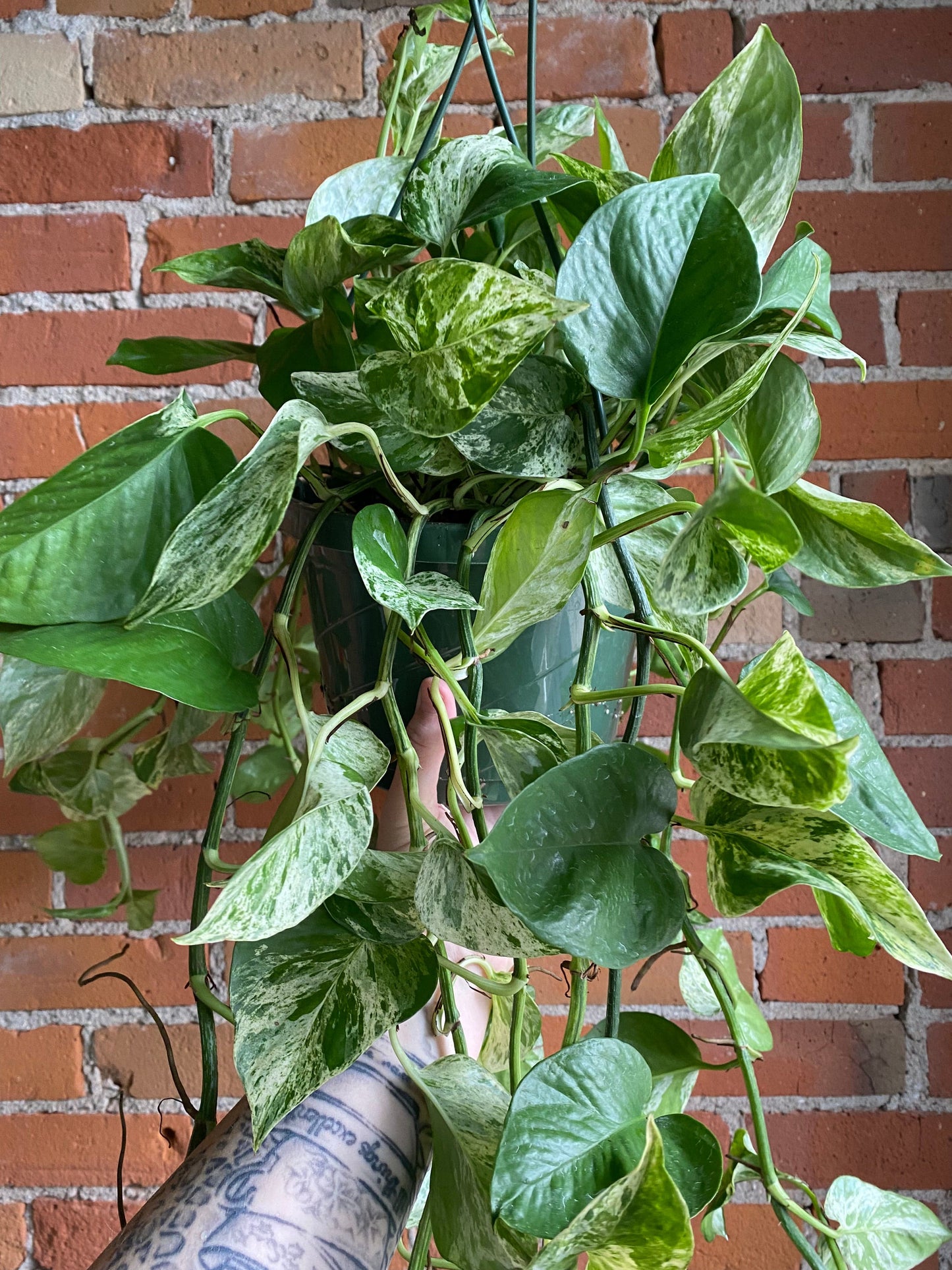 Plant Goals Plant Shop 8" Pothos Marble Queen Hanging Basket