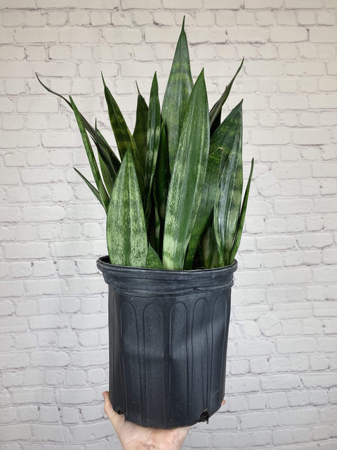 Plant Goals Plant Shop 8" Sansevieria Frozen