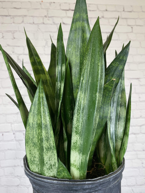 Plant Goals Plant Shop 8" Sansevieria Frozen