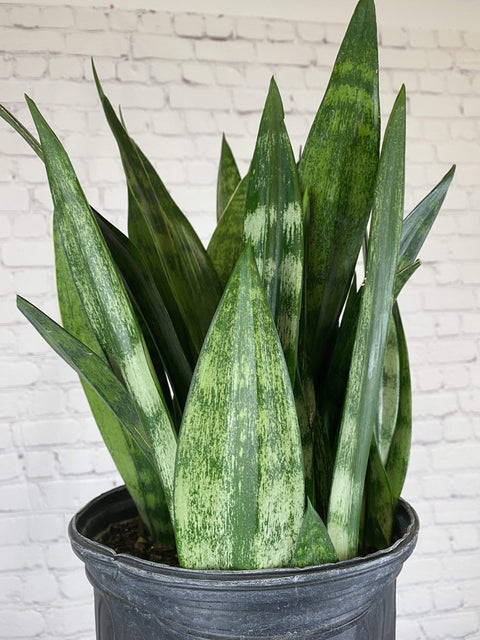 Plant Goals Plant Shop 8" Sansevieria Frozen