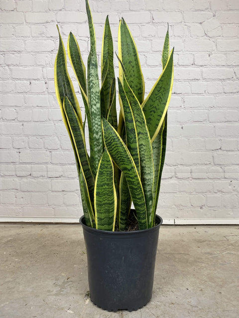 Plant Goals Plant Shop 8" Sansevieria Laurentii
