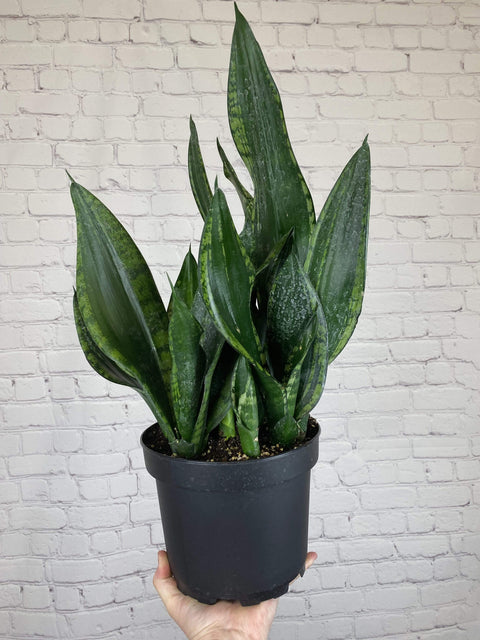Plant Goals Plant Shop 8" Sansevieria Whitney