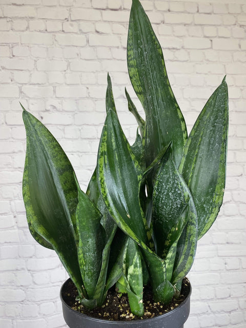 Plant Goals Plant Shop 8" Sansevieria Whitney